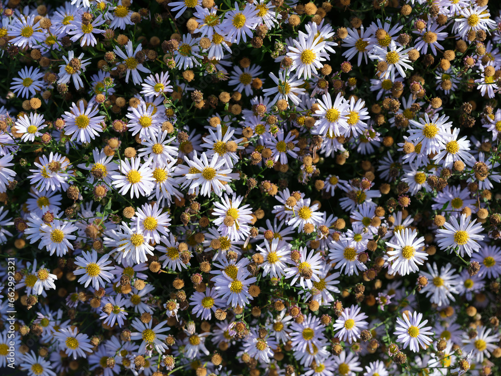 Spring flowers. White color flowers. Plants as a background. Small whole flowers. Nature and plants.