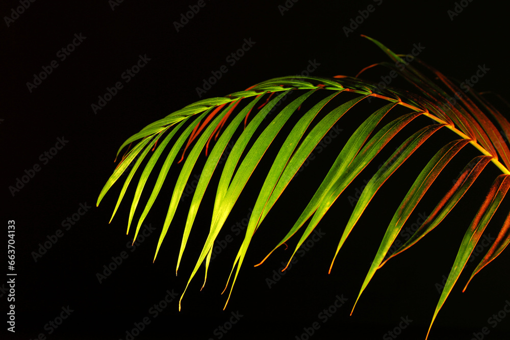 Neon tropical leaf on black background