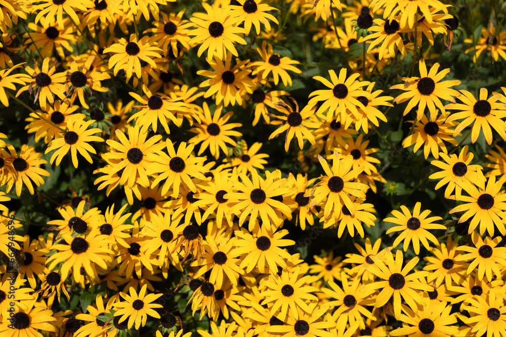 Spring flowers. Yellow color. Plants as a background. Small whole flowers. Nature and plants.