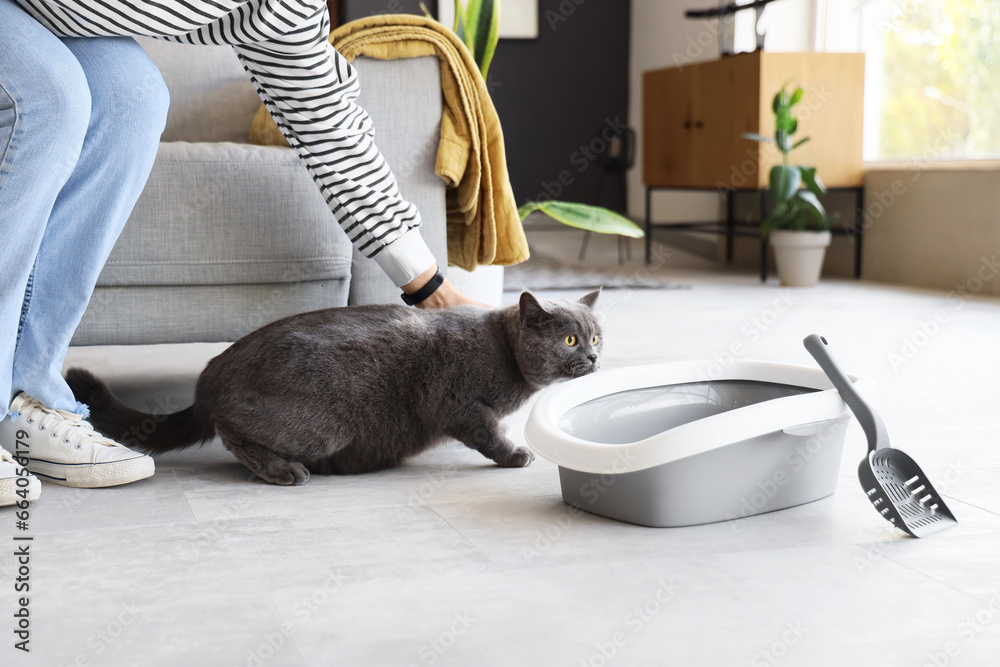 Cute British Shorthair cat with owner near litter box at home