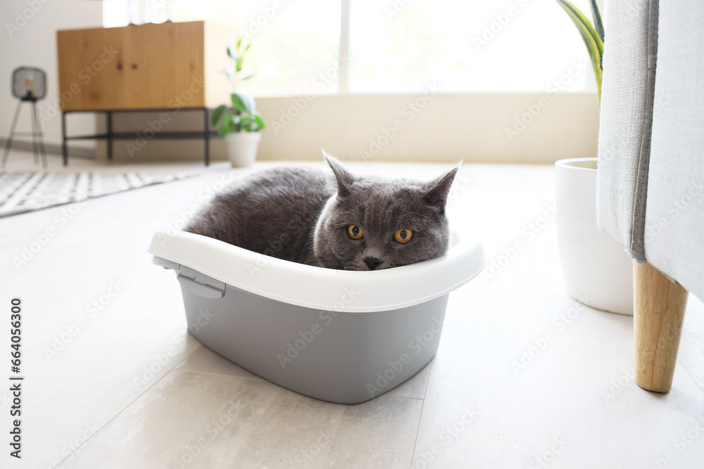 Cute British Shorthair cat in litter box at home