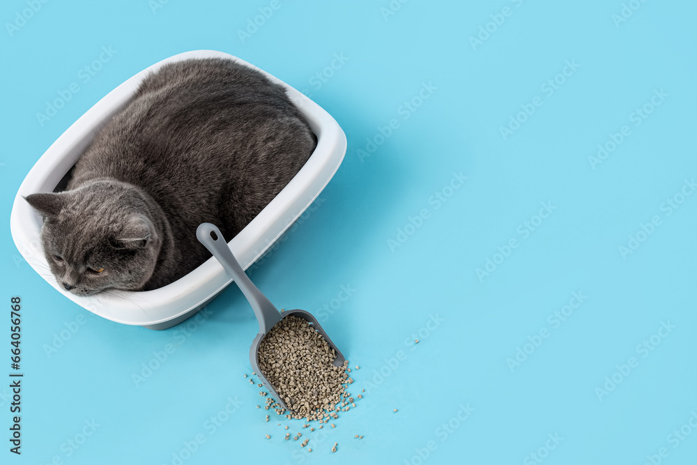 Cute British Shorthair cat in litter box on blue background