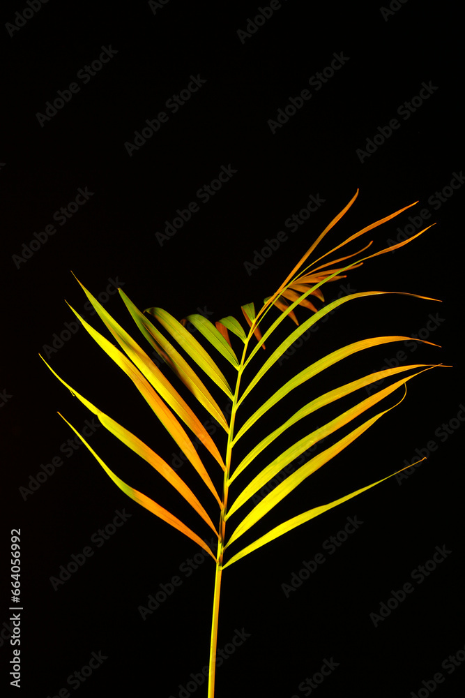 Neon tropical leaf on black background