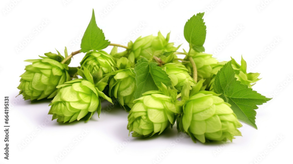 Fresh cones of green hops isolated on a white background.