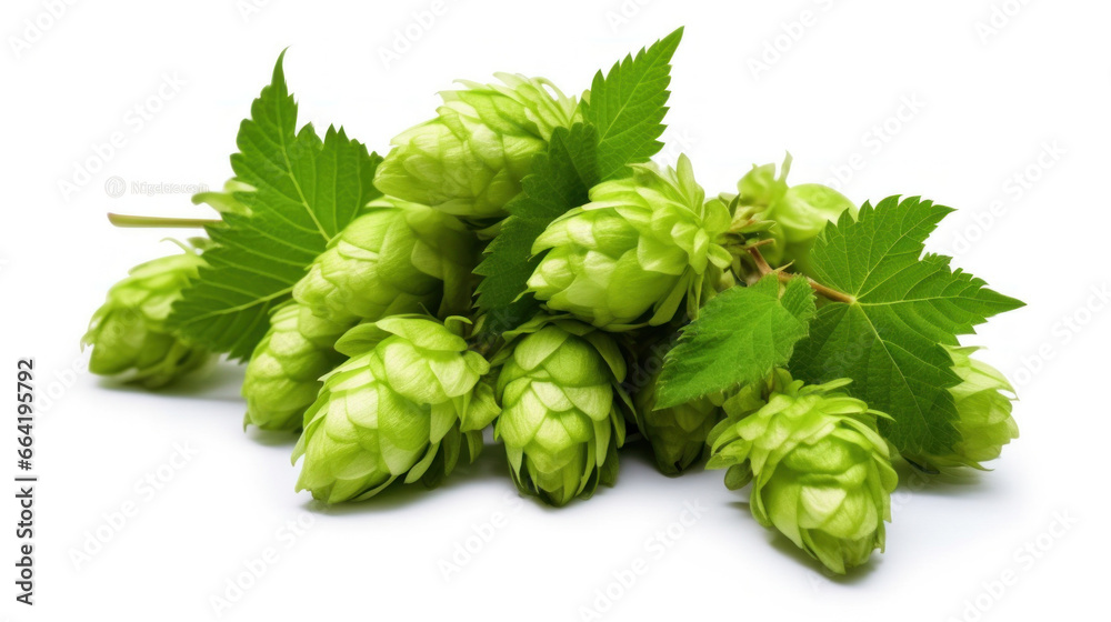 Fresh green beer hops isolated on a white background.