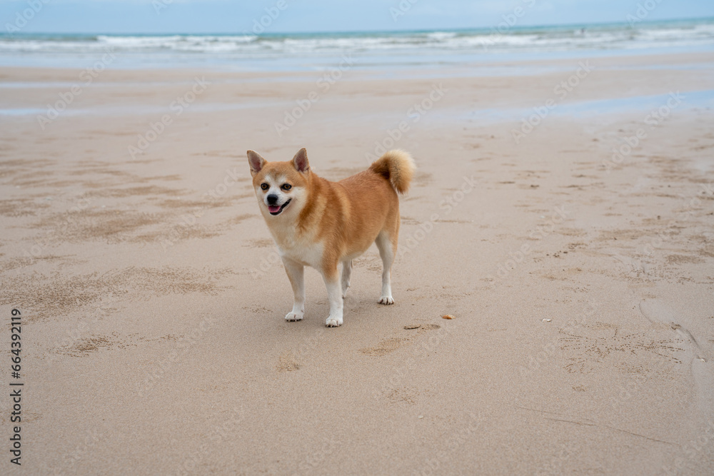 Old Dog walking on the beach. dog relaxing on sand beach. cute dog