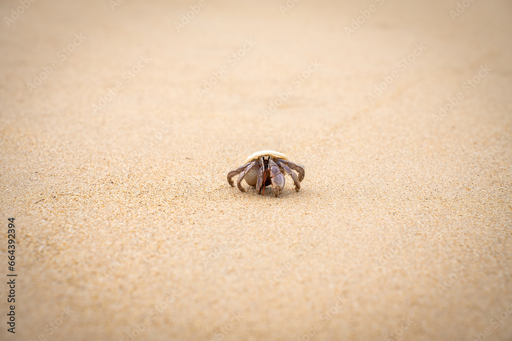 Colorful little Hermit Crab on the beach sand and sea background. Hermit crab walking alone beach.