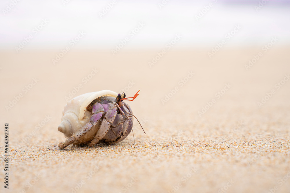 Colorful little Hermit Crab on the beach sand and sea background. Hermit crab walking alone beach.