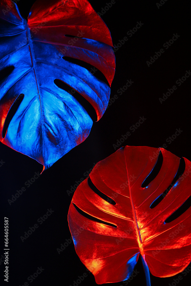 Neon tropical monstera leaves on black background