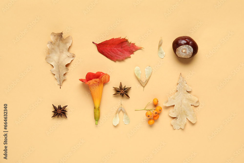 Autumn leaves with rowan, flower and star anise on beige background