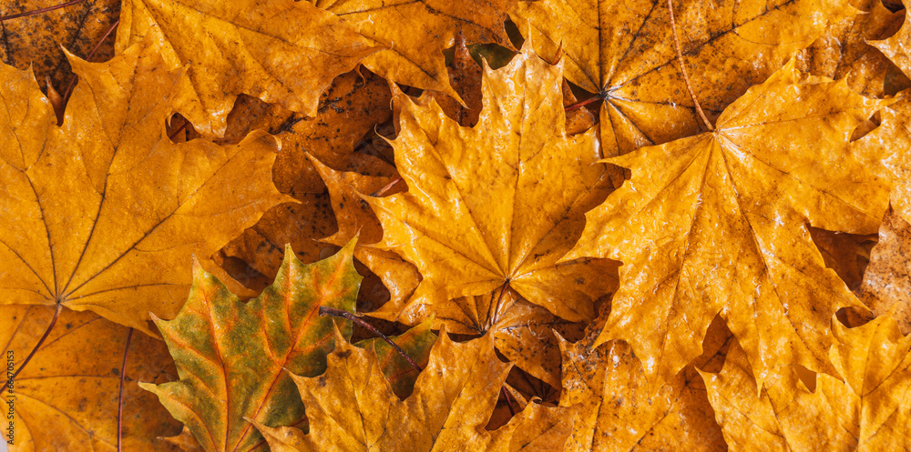 Background of dry yellow maple leaves close up.