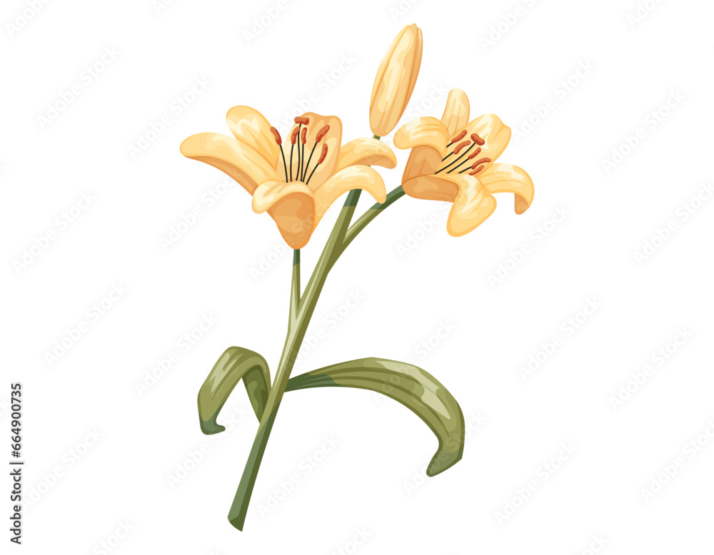 Beautiful cartoon blooming yellow lily bud. Vector isolated illustration of a flower with stem and leaves.