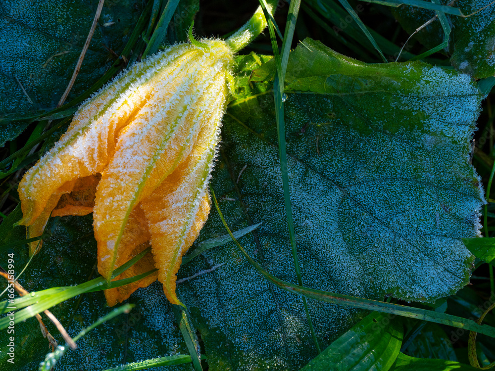 first morning frost in the garden - frozen pumpkin plants - macro detail