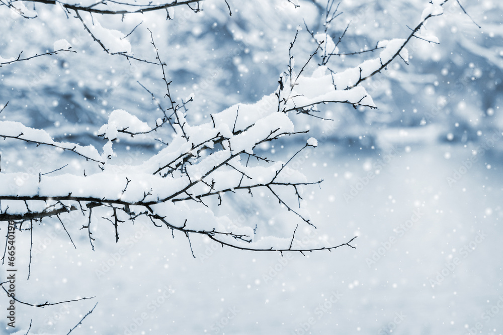 A tree branch covered with snow in the forest during a snowfall