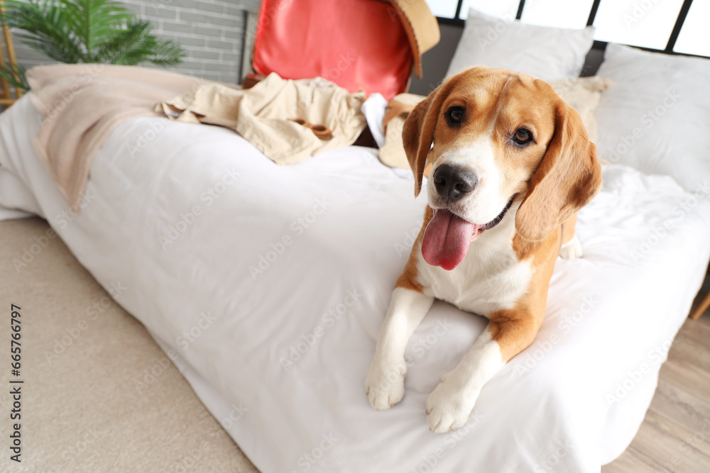 Cute Beagle dog in bedroom, closeup