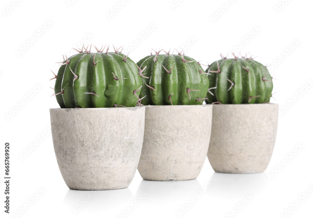 Cacti in pot isolated on white background