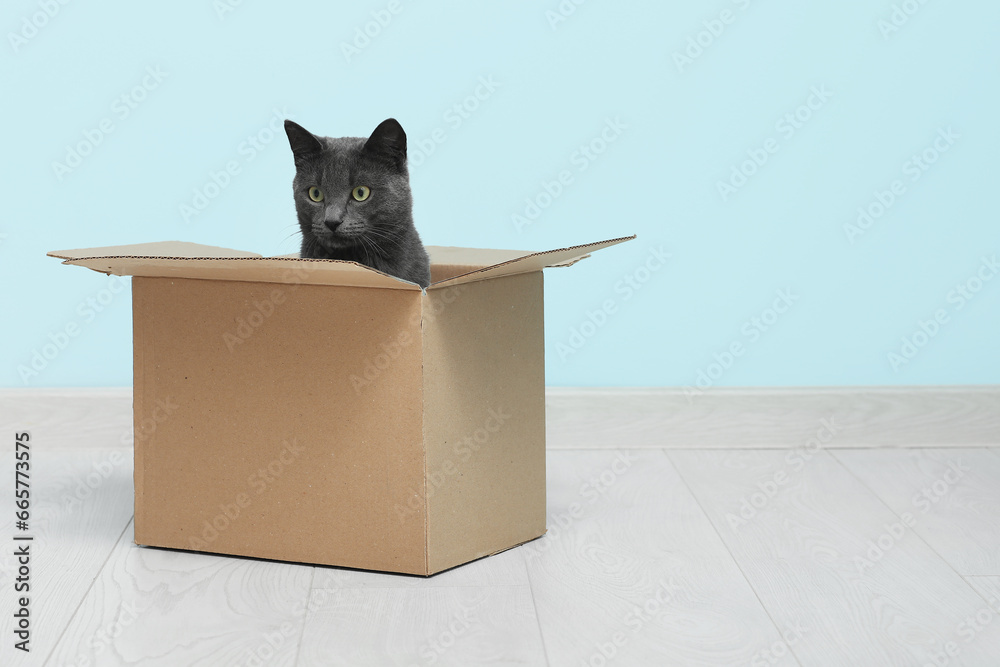 Cute British cat sitting in box on floor near blue wall