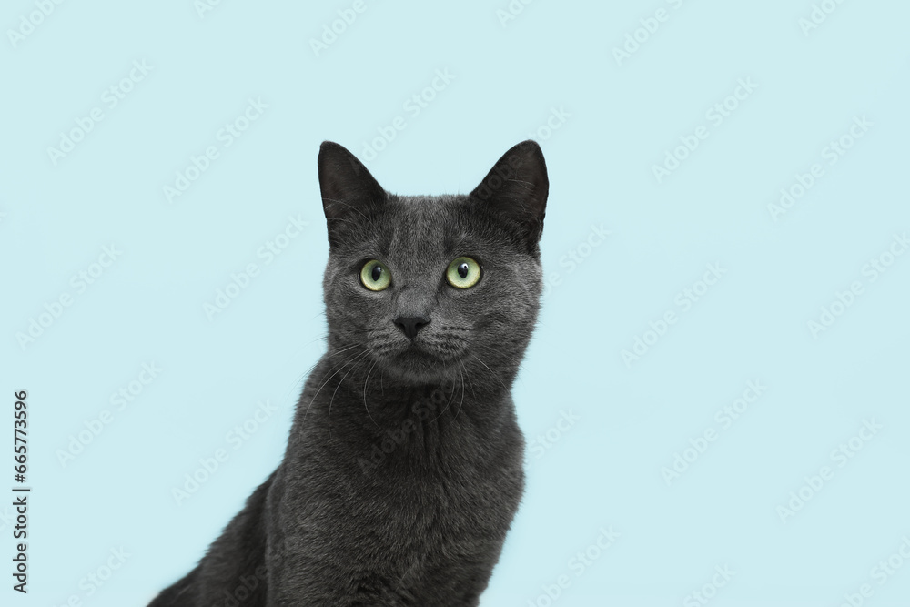 Cute British cat on blue background