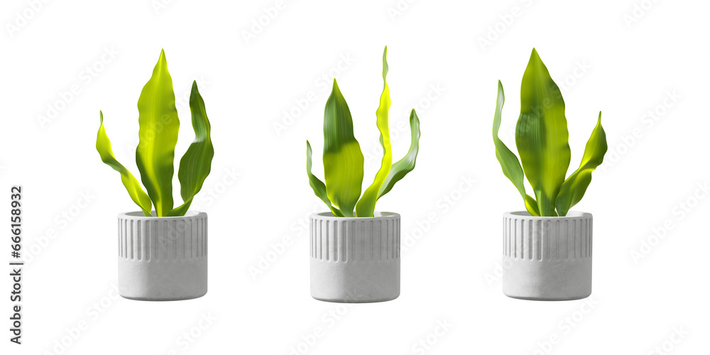 Green plant in a pot isolated on white background 3d rendering