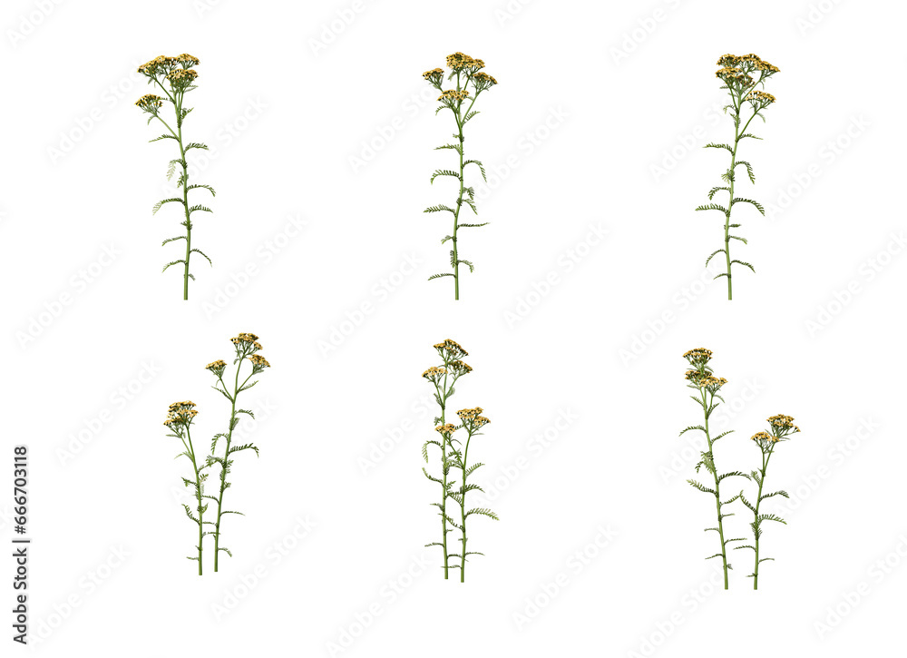 Various flowers on transparent background