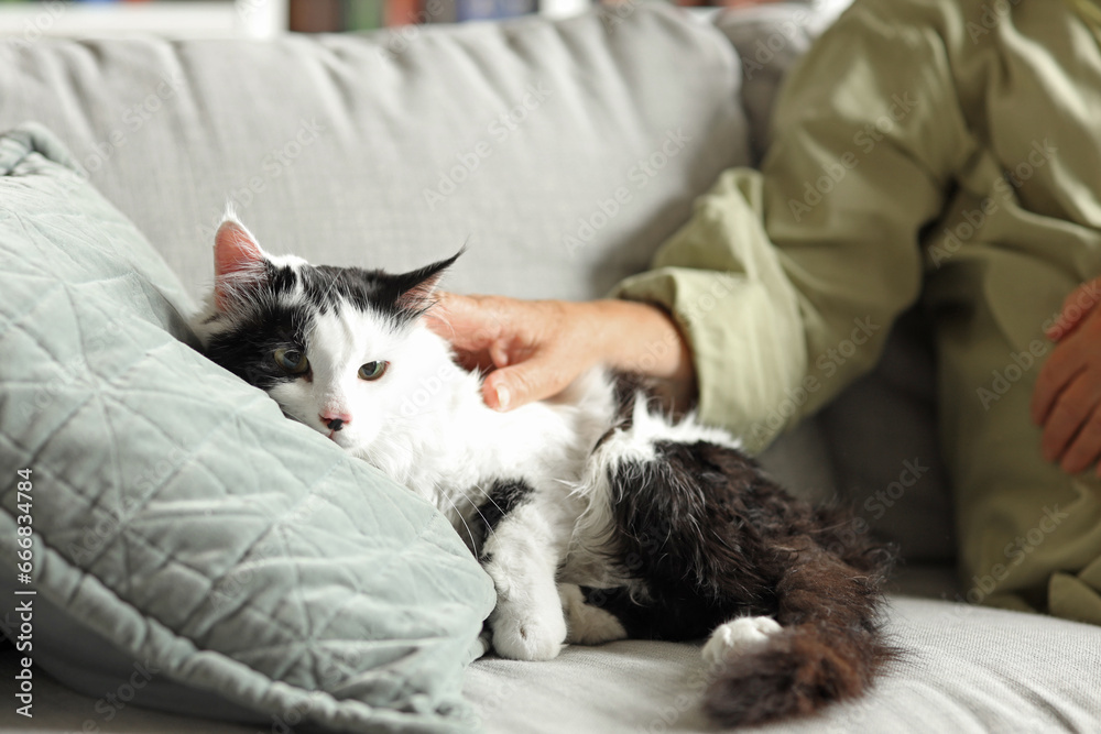 Cute cat with owner resting on sofa at home