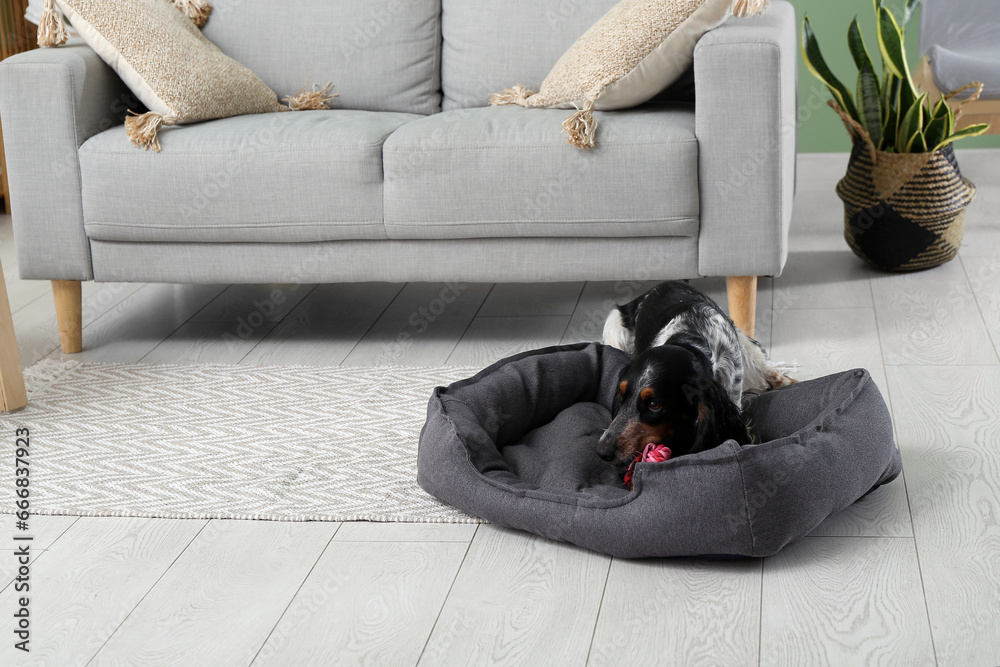 Cute cocker spaniel with toy on pet bed in living room