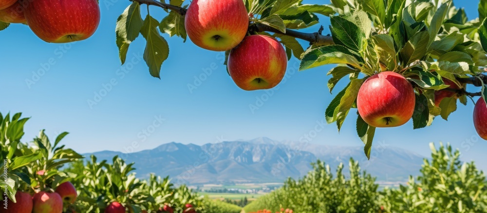 Apple orchard with distant mountains