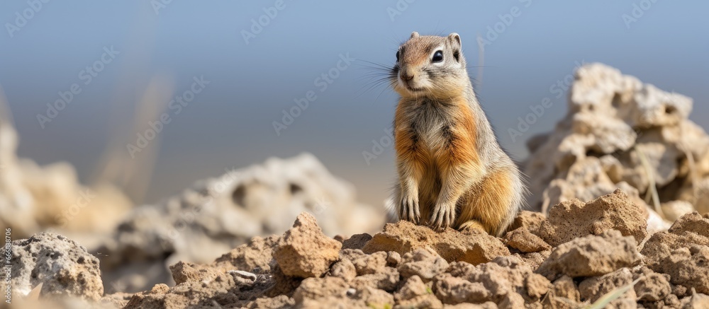 Volcanic crater home to barbary ground squirrel