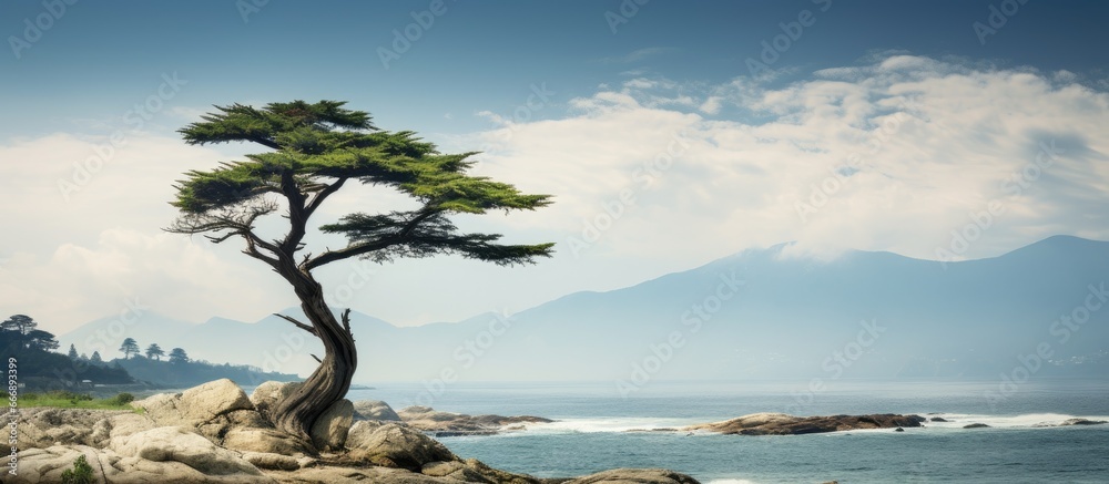 Surviving the tsunami a lone pine is a miracle