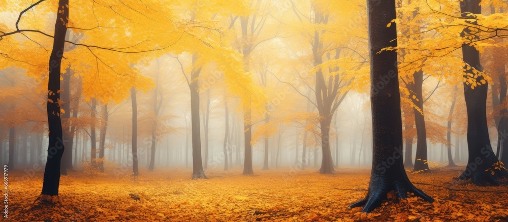 Enchanting autumn forest shrouded in mist with yellow leaves Wide scenic view