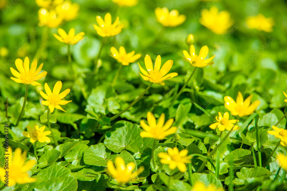 Yellow Lesser celandine flowers in spring on a green natural background 