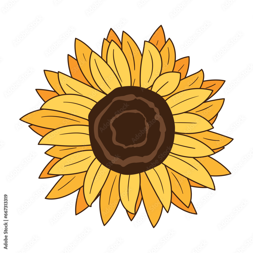 Beautiful sunflower on white background