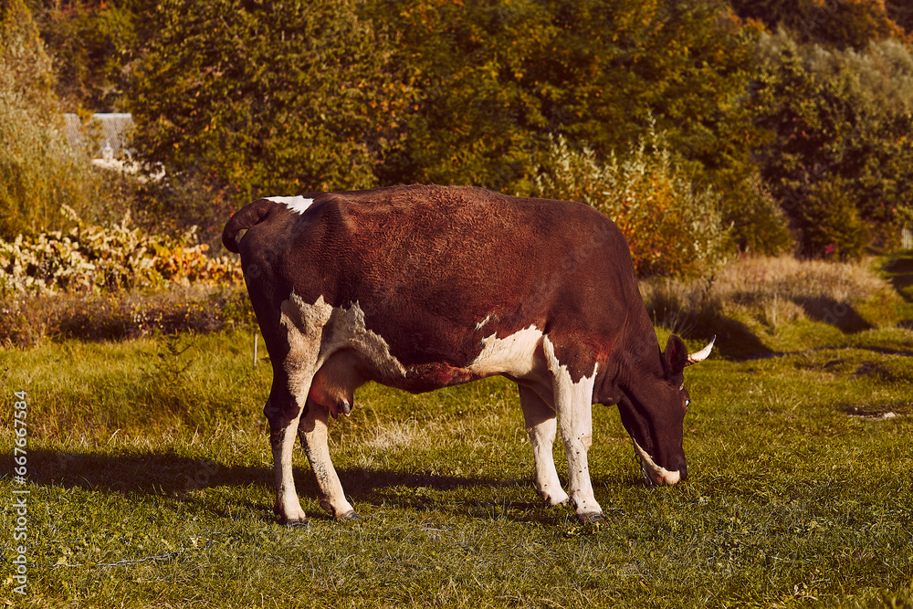 A cow grazes on a meadow in the Carpathian mountains in autumn