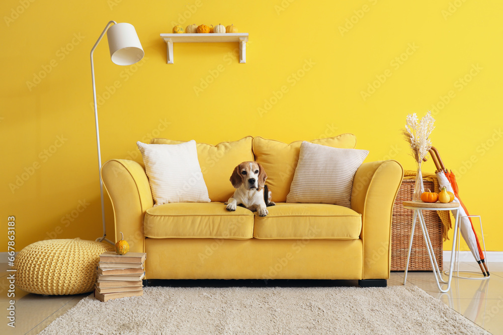 Cute beagle dog on yellow sofa in living room