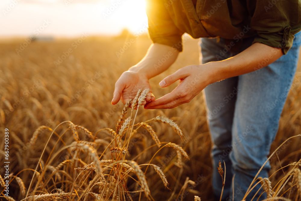 Beautiful woman farmer checks the quality of wheat. She touches the ears of wheat to assure that the crop is in good condition. Agriculture, gardening or ecology concept.