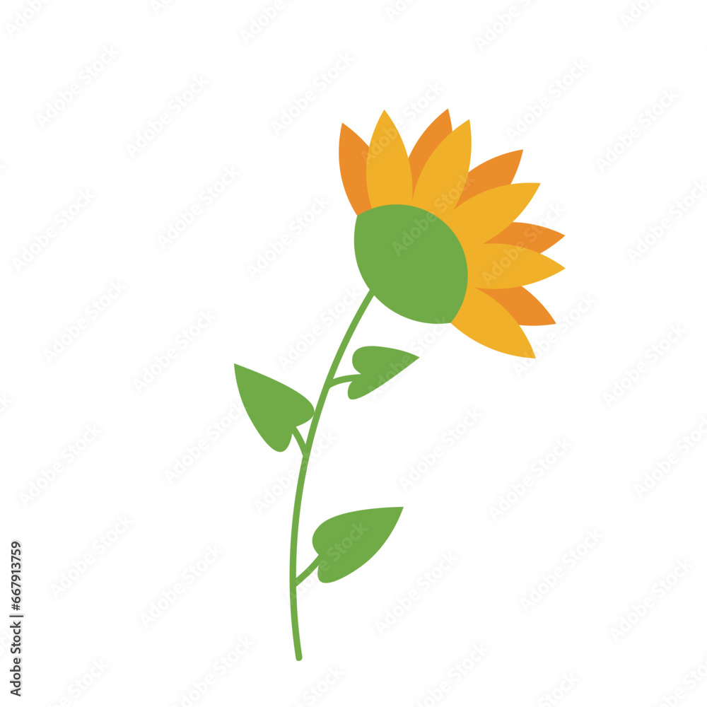 Beautiful sunflower on white background