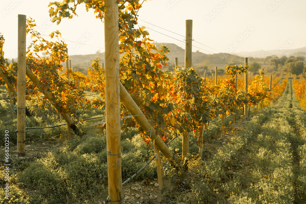 Rows of grapevines in large vineyard on mountainside in France, Italy. Red, white, rose wine production in local farm,old winery. Grape vine on nature hill. Countryside landscape. Rural tranquil view