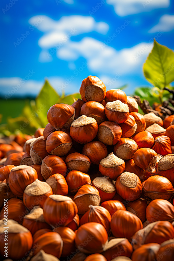 Pile of nuts sitting on top of pile of leaves.