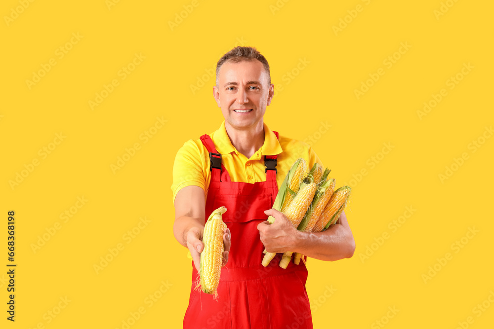 Mature male farmer with ripe corn cobs on yellow background