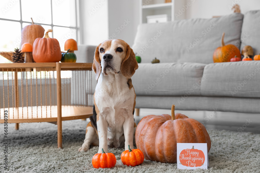 Cute Beagle dog with pumpkins and card for Thanksgiving Day at home