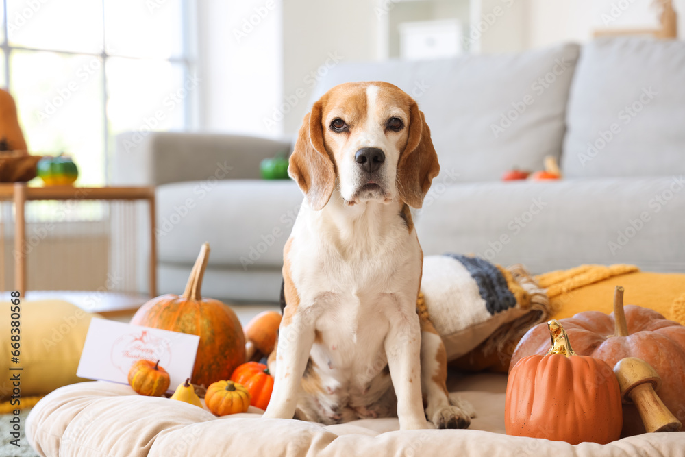 Cute Beagle dog with pumpkins at home on Thanksgiving Day