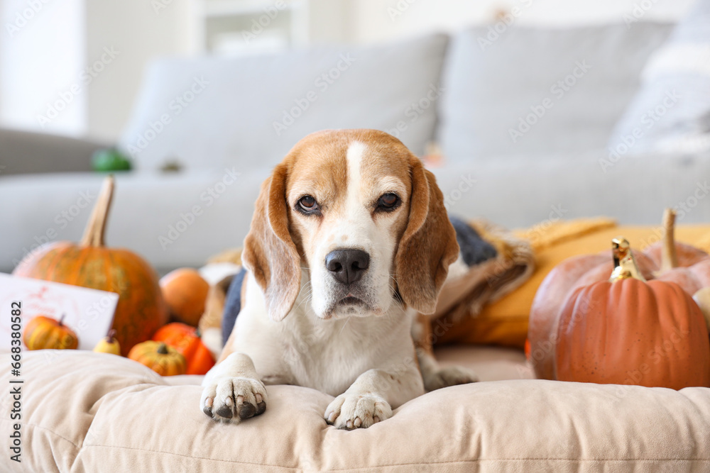 Cute Beagle dog with pumpkins at home on Thanksgiving Day, closeup