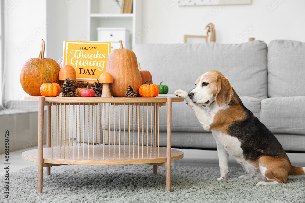 Cute Beagle dog with pumpkins and card for Thanksgiving Day at home