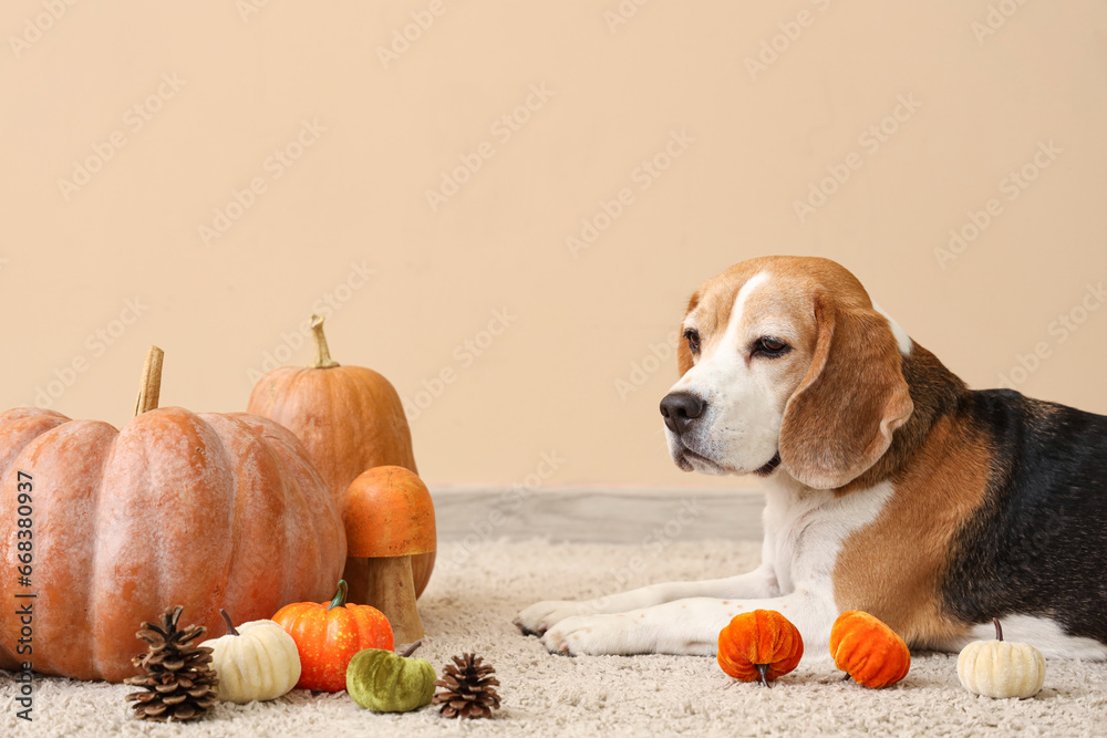 Cute Beagle dog with pumpkins near beige wall. Thanksgiving Day celebration