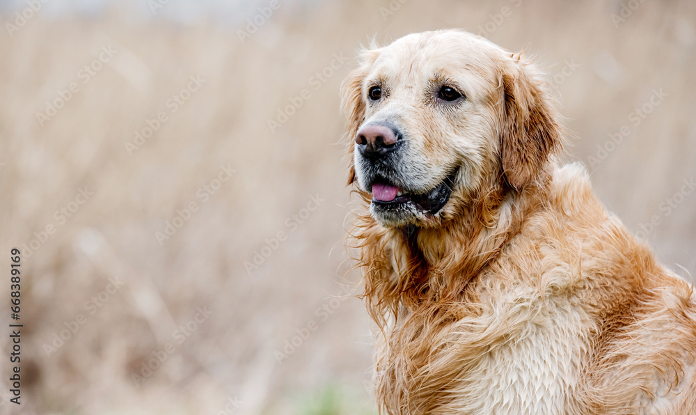 Dog golden retriever breed outdoors