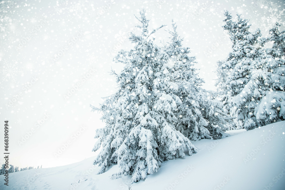 amazing winter landscape with snowy fir trees in the mountains