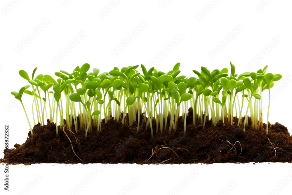 Vibrant Green Sprouts Close-Up on transparent background.