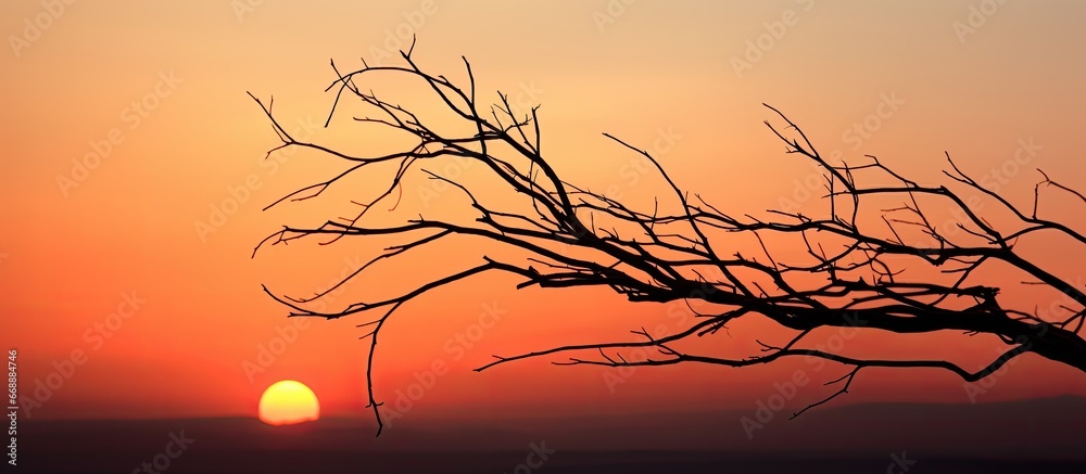 Dried bush twigs silhouetted against sunset related to botany