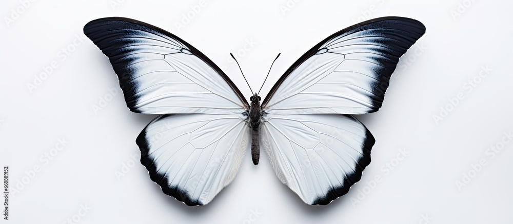 Albino insect with wings