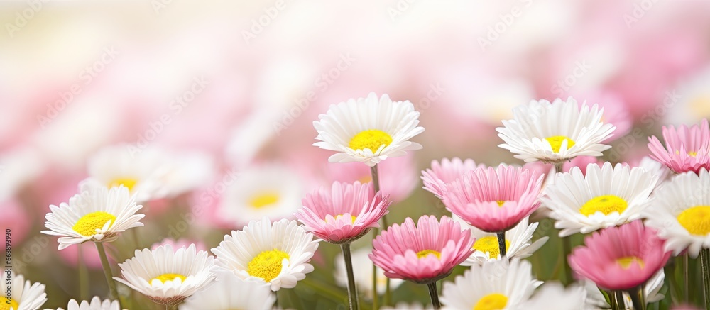 A meadow filled with Bellis perennis commonly called daisy flowers